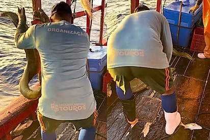 Pescador fisga sem querer animal que parece uma serpente e luta para devolvê-lo ao mar.