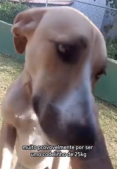 Violeta está em busca do seu lar para sempre.