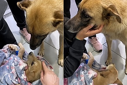 Filhote começa a reagir após visita da sua mãe