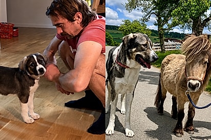 “Era para ser labrador”: família compra filhote e acaba com cachorro do tamanho de um pônei.