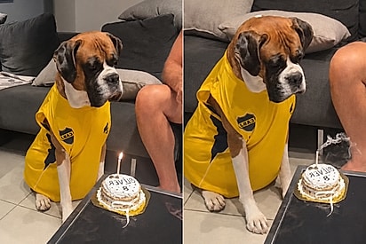 “Não era para assoprar?”: cachorro comemora aniversário, apaga a própria vela e deixa família sem acreditar.