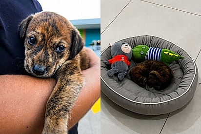 Família adota vira-latinha achando que seria pequeno, mas Toddy cresce e vira o rei da casa.