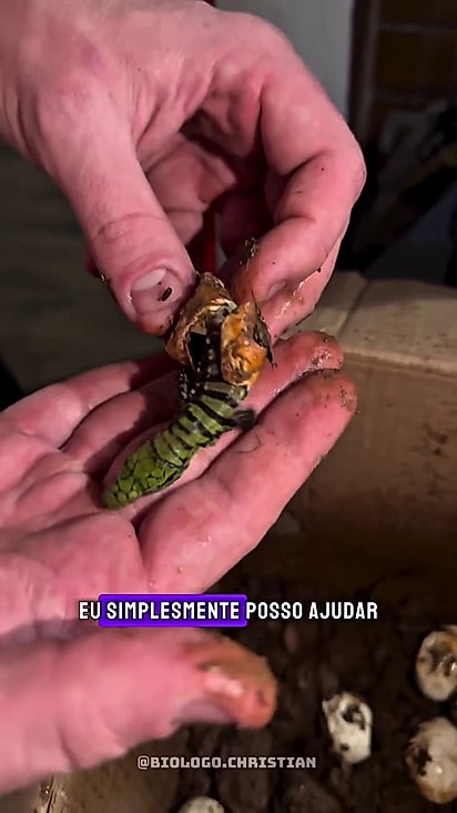 Christian ajudou um deles a eclodir.
