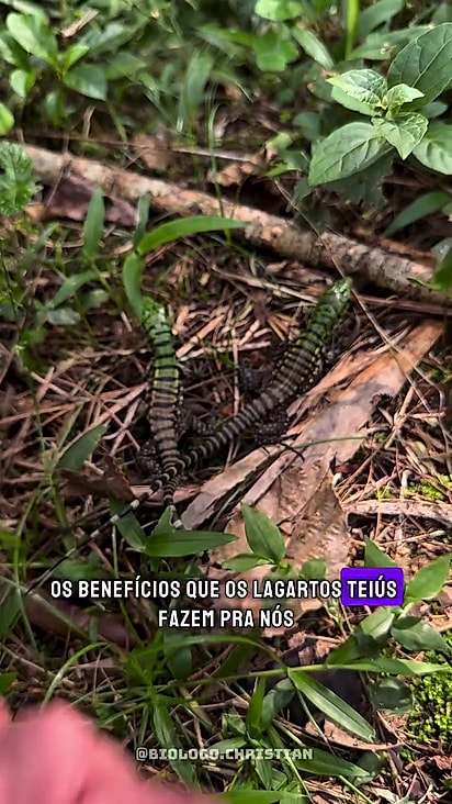 Todos foram soltos na natureza.