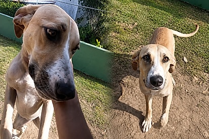 Violeta está em busca do seu lar para sempre.