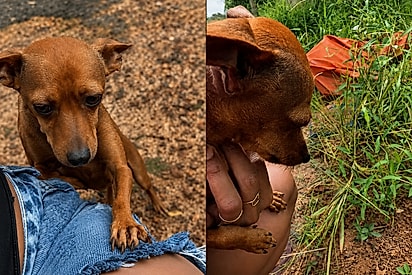 Com choro inconsolável, cachorrinha caramelo fica de coração partido ao dar o último adeus ao seu filhote