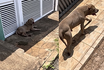 Pitbul foi encontrado na rua 