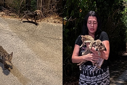 Cachorro e gato estavam se uniram para se salvar