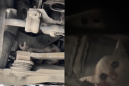 “Ninguém prepara a gente pra isso”: gata presa em carro é salva após atitude surpreendente de motorista