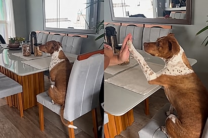 “Com essa educação…”: Vizinha convida pitbull para tomar café da manhã e ela surpreende ao pedir bolachinha com educação.