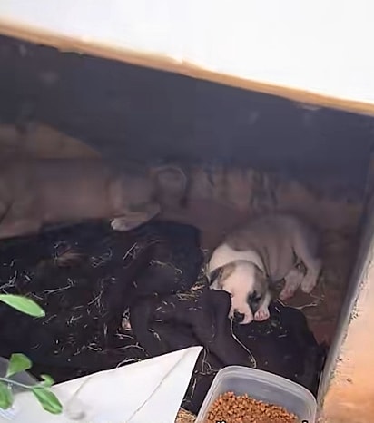 As cachorrinhas estavam sozinhas.