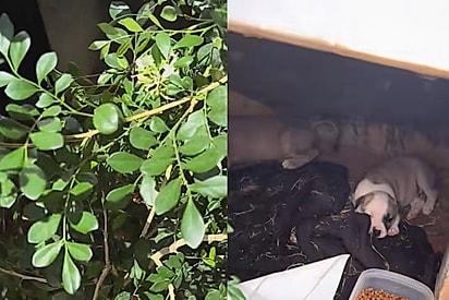 Era para ser um dia normal, até mulher encontrar dois olhinhos brilhantes abandonados em frente loja onde trabalha