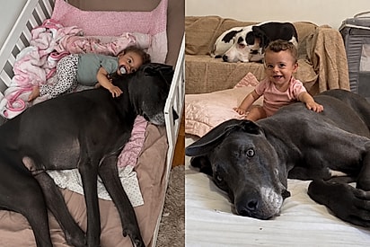 “A melhor babá”: dogue alemão de 60 kg decide cuidar de recém-nascida e acompanha seu crescimento.