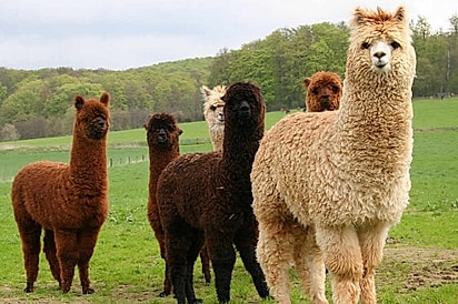 Um grupo de alpacas.