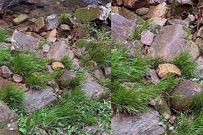 Guia alerta para o perigo escondido entre pedras e vegetação 