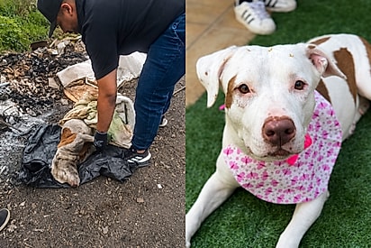 “Do lixo ao luxo”: Pitbull resgatada sem forças no lixo dá a volta por cima e agora procura uma família especial.