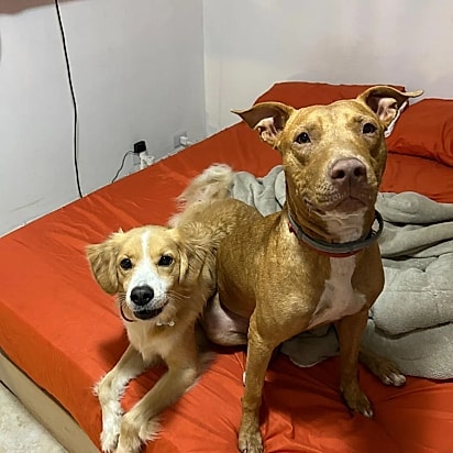 Simba e o seu irmão canino Miguel.