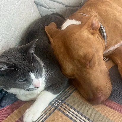 Simba e o seu irmão felino Juno.