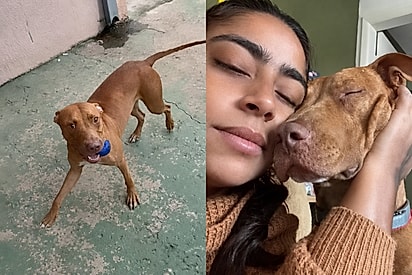 Ignorado por ser pitbull, Simba é adotado por mulher que viu amor onde outros viam preconceito.
