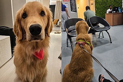 Golden retriever vai ao veterinário por suspeita de doença, mas tutora recebe notícia inesperada.