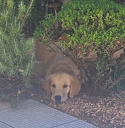 Maya estava muito quietinha, e o comportamento diferente da pet preocupou a tutora.