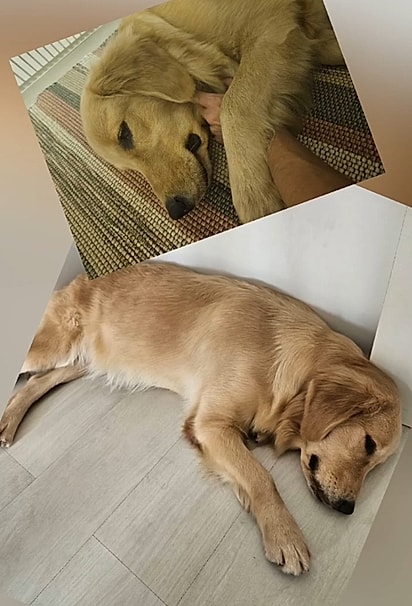 A tutora foi surpreendida com a notícia de que a cachorrinha estava grávida de dez filhotes.