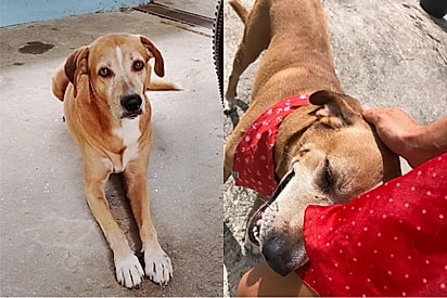 Vira-lata caramelo fica sozinho após morte da tutora, vira herói ao salvar criança de ataque de pitbull e agora busca um lar.