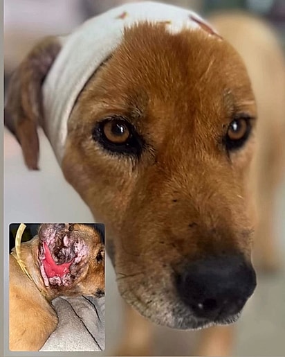 Ursa está quase 100% recuperada e espera por um lar.