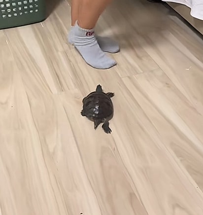 A tartaruga passou a seguir a meia. 