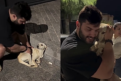 Eu prometi uma vida de princesa para ela: após o abandono, cachorrinha é adotada por casal e vive a melhor vida