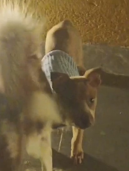 Bandolim chegou na família que está hoje ainda muito pequenininho.