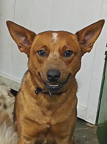 Bandolim, um Red Heeler.
