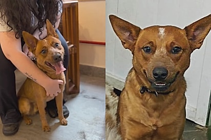 Uma das raças mais inteligentes do planeta: Cão Red Heeler vai para adoção que após sua família passar por algo muito grave