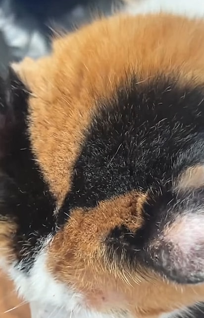 Os pelinhos brancos na cabeça de Pitu.