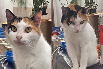 Qual o segredo?: Jovem mostra sua gata de 22 que parece muito mais jovem e relato viraliza