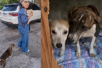 Mãe e filhote foram levadas juntas e agora esperam um lar para chamar de seu