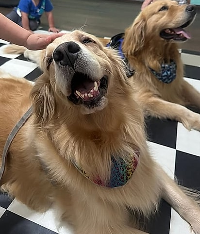 Guido e Diana são dois goldens muito fofos e travessos.