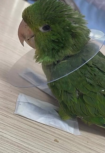 Canjica no veterinário.