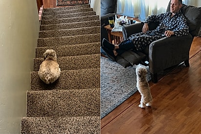 “Só queria carinho”: cachorrinha sem as patinhas dianteiras desce escadas sozinha para encontrar tutor.