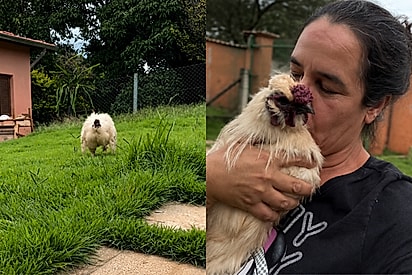“Quem fica mais feliz?”: galinho Chico dispara ao ouvir tutora chamá-lo e cena derrete corações.