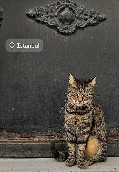 Um dos gatos flagrados pela turista. 