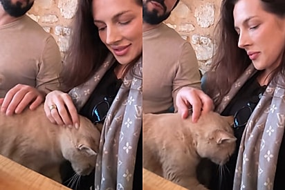 Durante viagem, casal da de cara com gato de rua que insiste em tocar em barriga de mulher - o que ele queria dizer muda pra sempre suas vidas