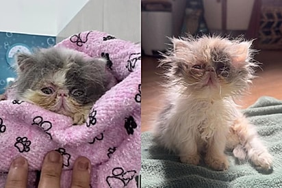 Esposa chega com gata em casa e marido manda devolver porque era muito feia