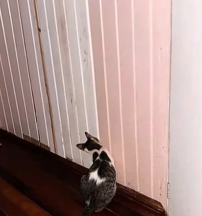 O gato estava tentando avisar que havia algo na parede.