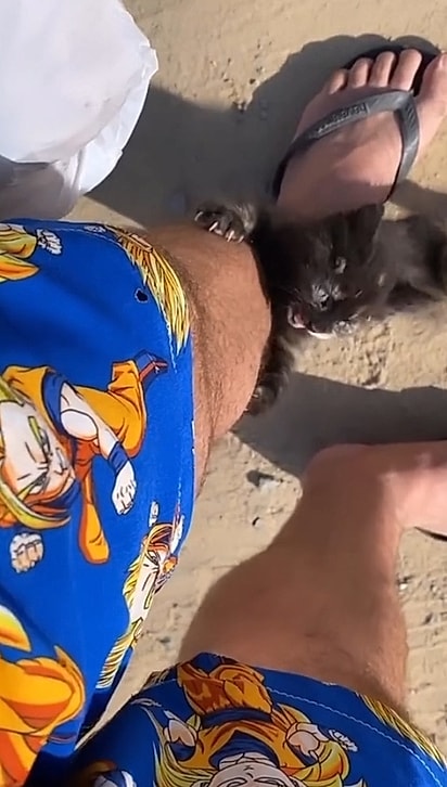 O gatinho chamando a atenção do Careca.