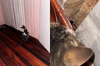 Gato que mora na roça acorda família para avisar que havia um visitante nada agradável