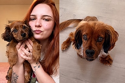 Conheça Henrico: cachorrinho pitico que precisa de cuidados especiais encanta com sua força e fofura.