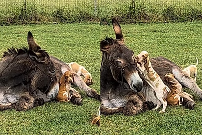 Após viver luto pela perda do filhote, jumenta “adota” cachorrinhos e carinho entre eles emociona