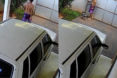 Cães fogem para dar voltinha e surpreendem tutor ao voltar batendo no portão de casa.