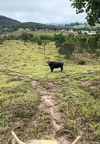 O animal estava pedindo ajuda.